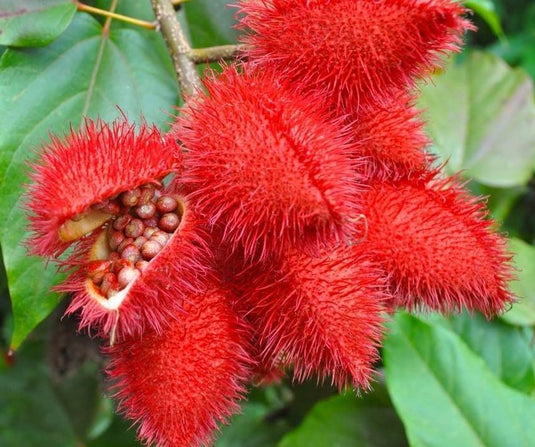 Annatto Super E 150